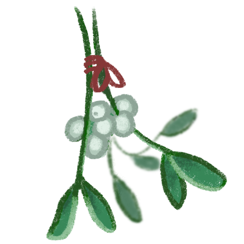 2 springs of mistletoe with their leaves facing down. The white berries are clustered together. Around the sprigs is a red ribbon.